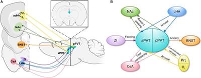 The Paraventricular Thalamus: A Potential Sensor and Integrator of Emotionally Salient Early-Life Experiences